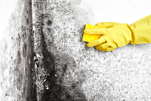 Best Residential Mold Removal  in St Joseph, IL