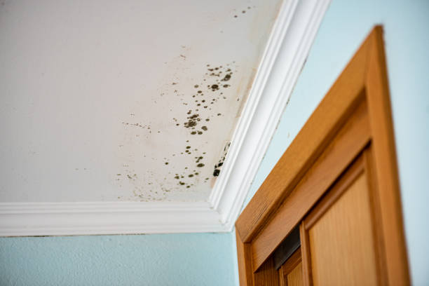 Best Commercial Mold Removal  in St Joseph, IL