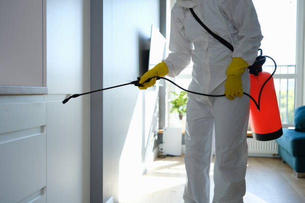 Best Mold Damage Repair  in St Joseph, IL
