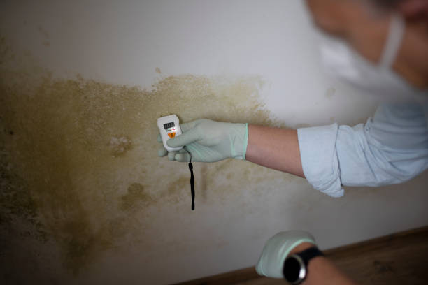 Best Professional Mold Removal  in St Joseph, IL