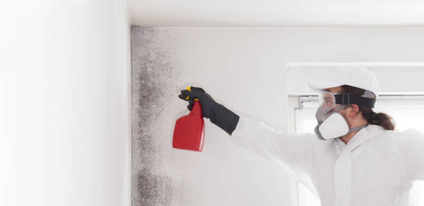 Best Best Mold Removal Companies  in St Joseph, IL