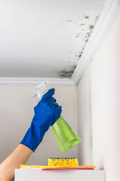 Best Mold Damage Repair  in St Joseph, IL