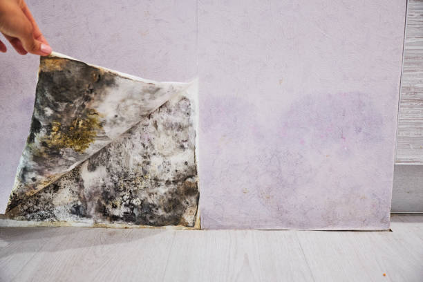 Best Mold Remediation  in St Joseph, IL